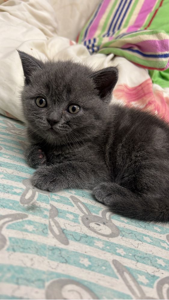 Brithis Shorthair motanel