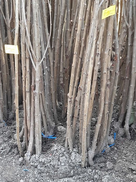 Pomi fructiferi altoiti si nuci