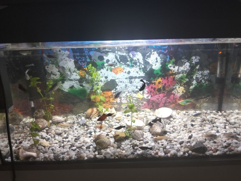 Vând acvariu cu pești