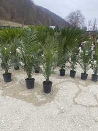 Palmieri si plante calitate
