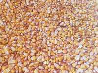 Продавам царевица на зърно реколта 2022