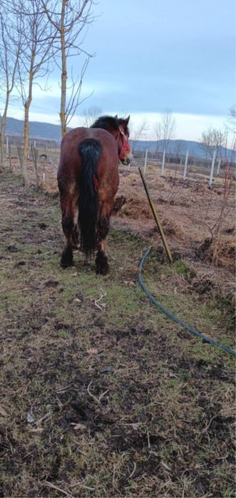 Vand manz (2 ani jumatate)