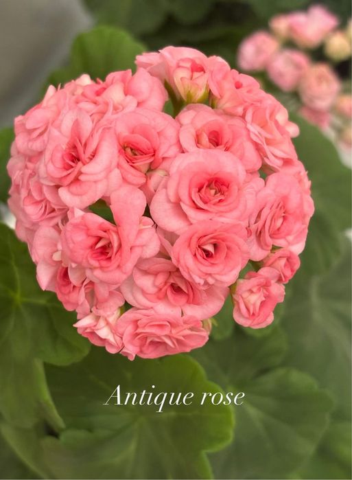 Пеларгония Grainger’s Antique Rose