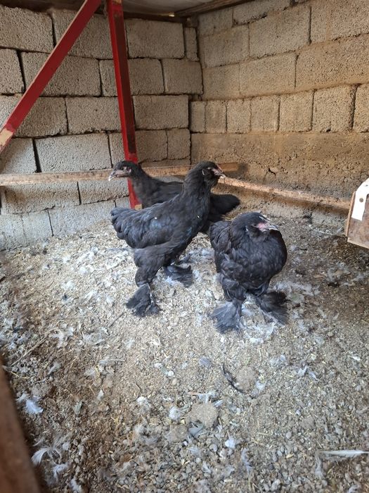 Qora jojala 3tasi 220 min