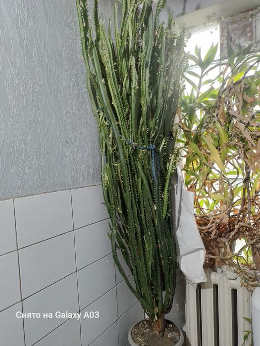 Молочай трехгранный (Euphorbia trigona) - комнатное растение "Кактус"