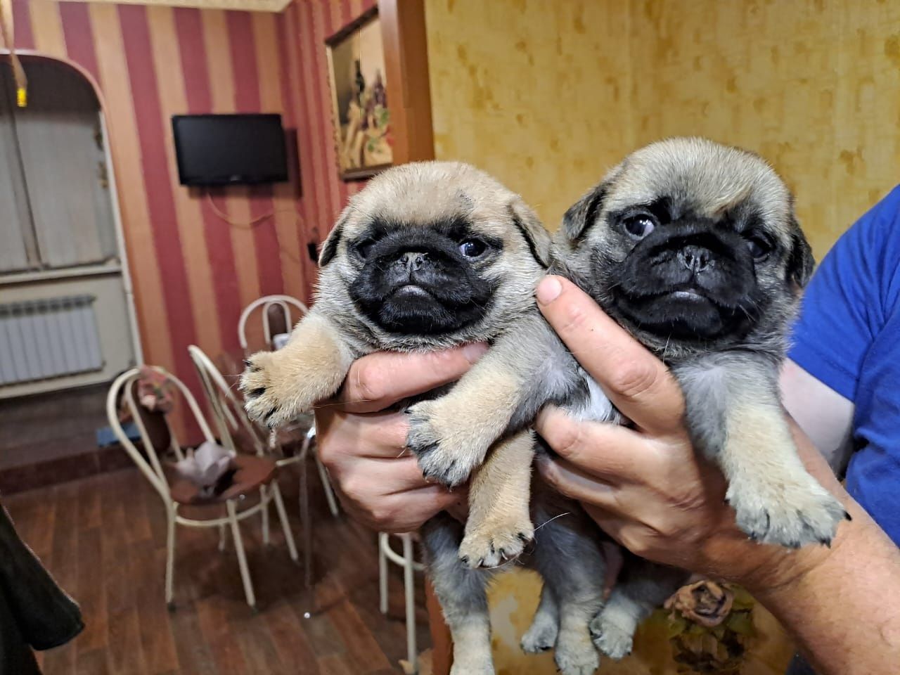 Продам щенков Мопса.