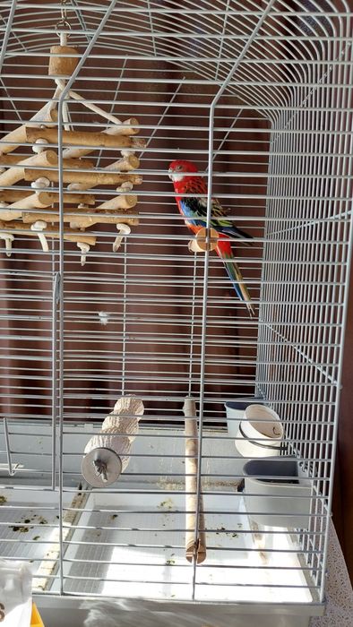 Vând papagal Rozela + cușcă