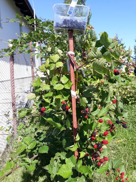 Drajoni   zmeura soi vechi aromat si mure fara tepi  livrare gratis CJ