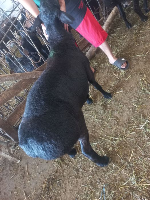 Qo‘chqor oborib so'yib beramiz Qassoblik xizmati sifatli qoylar