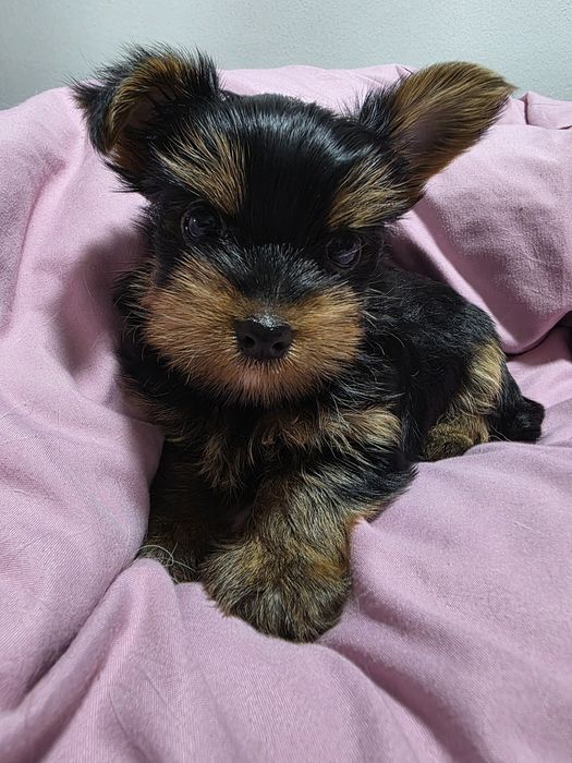 Продаются щенки йоркширского терьера