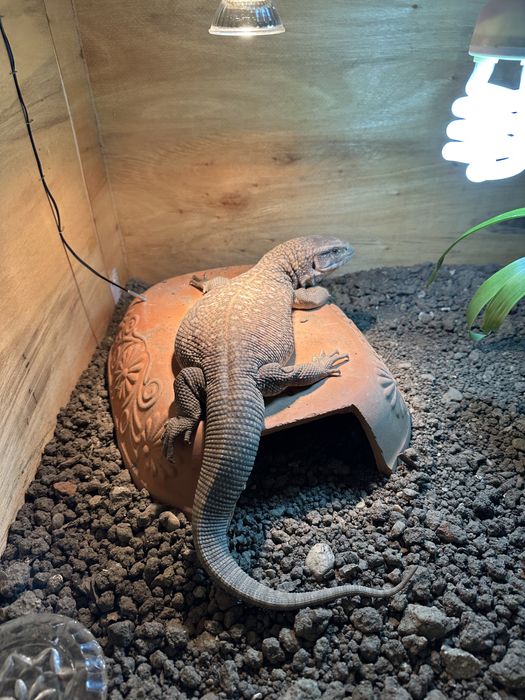 Vand monitor de savana reptila talie mare