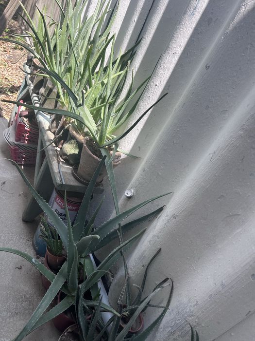 Алоэ  лекарственный, большой,15 летний и меньшего  возраста