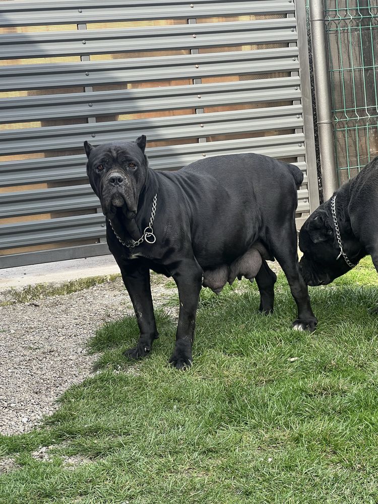 Vând Pui Cane Corso