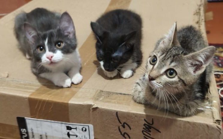Котята ищут дом!