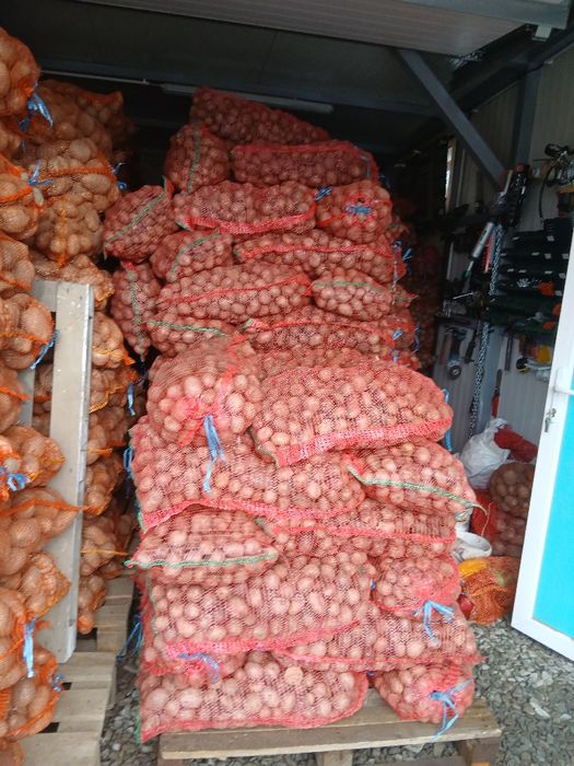 Cartofi de animale si de consum