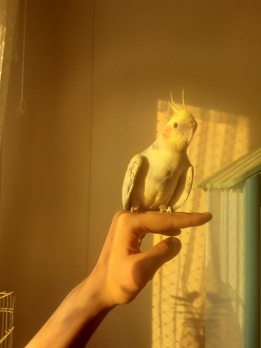 Ручные птенцы корел