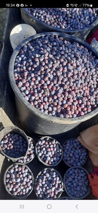 Prune timpuri de luna octombrie disponibil pentru orice client!