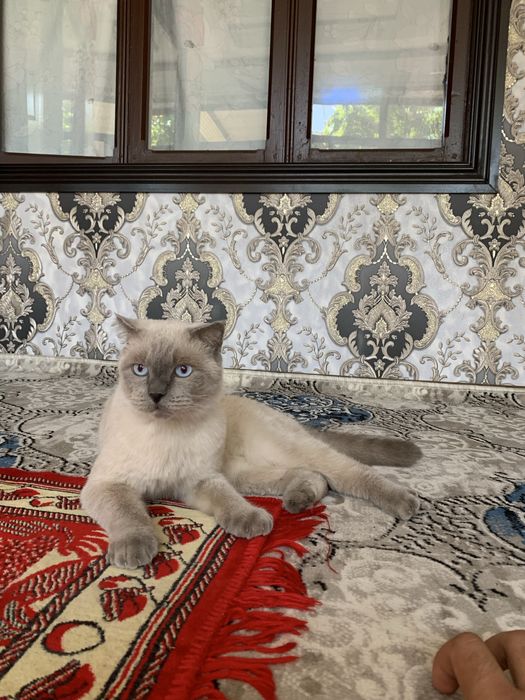 скоттиш фолд сиамская гибрид