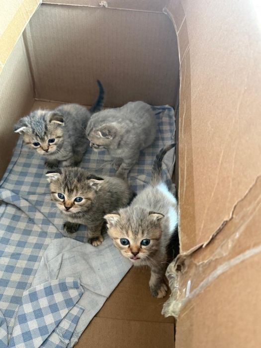 Продам вислоухих шотландских котят