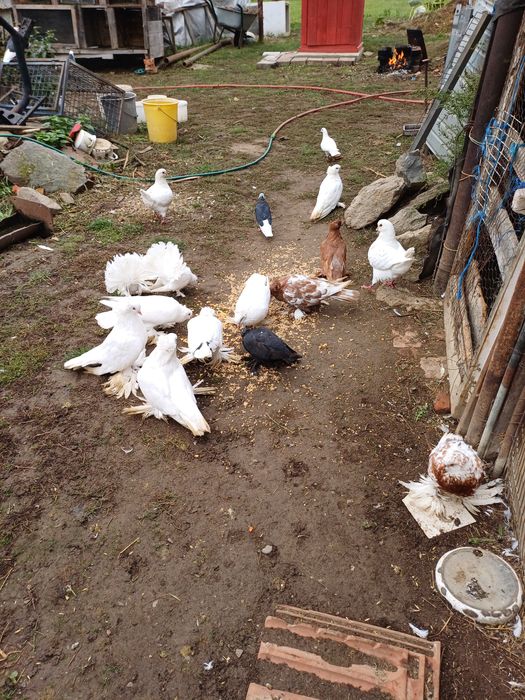 Vand porumbei Urias Maghiar 50 de lei bc