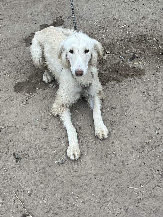 Тазы күшік таза қанды