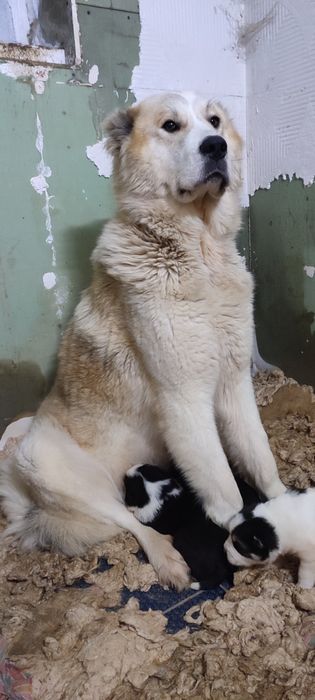 Продам девочка алабай (төбет)