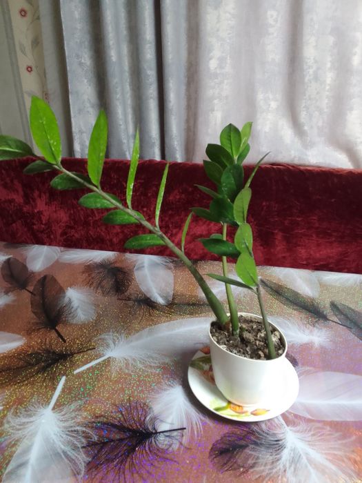 Продам домашние . Цветы.