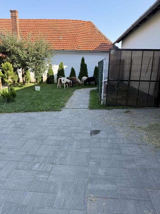 Vand pui manz mini ponei in varsta de 6 luni mini shetland