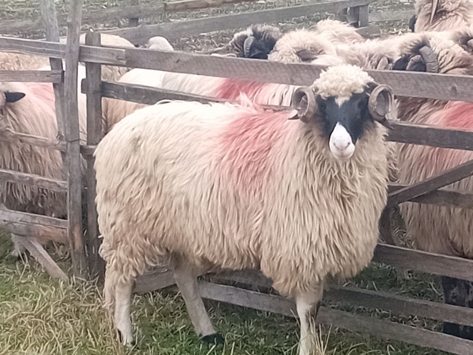 Disponibil noatin cu nasu alb