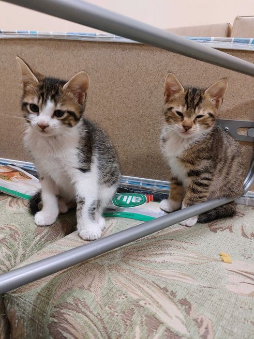 ПОДАРЯВАМ домашни котенца