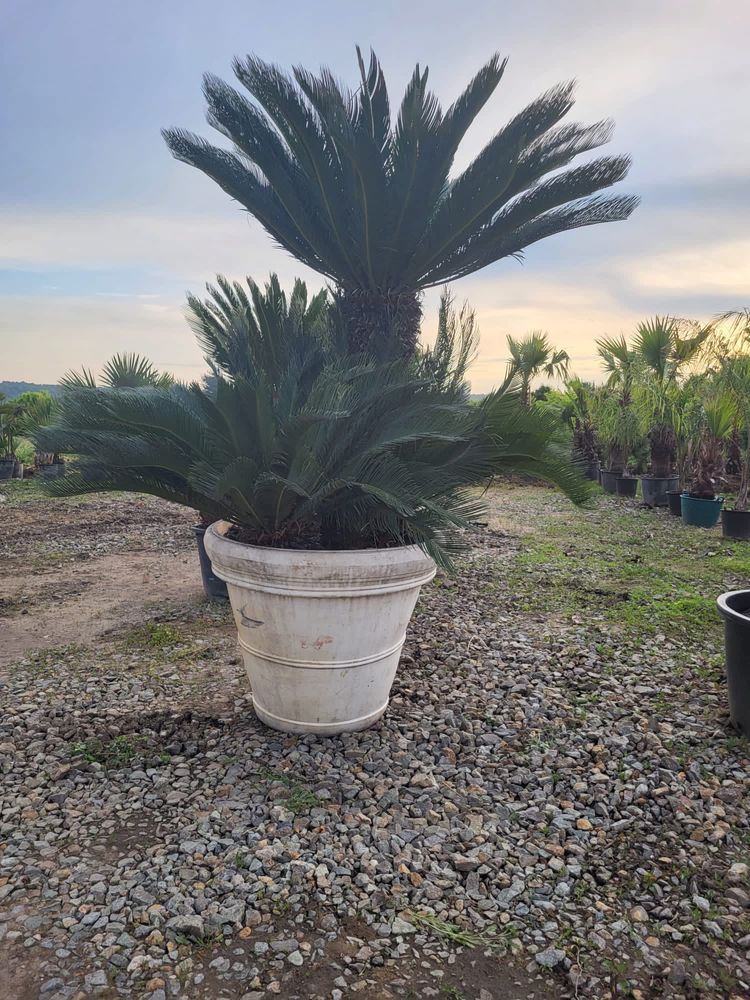 Vând Palmieri Maslini , cycas