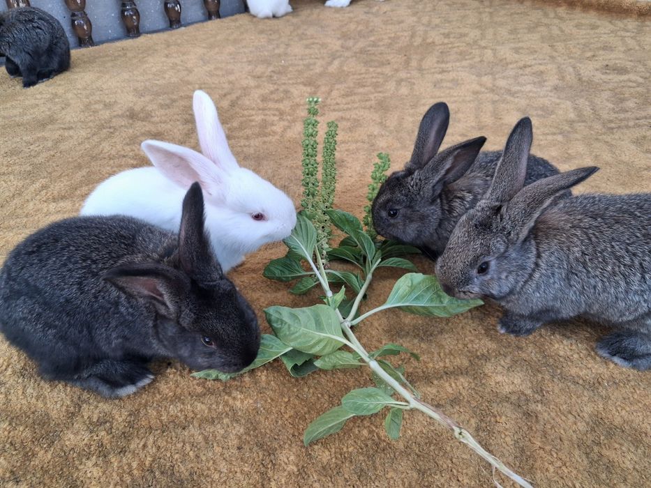 Куйон болалари сотилади она хикол ота фландр тез усади йирик булади