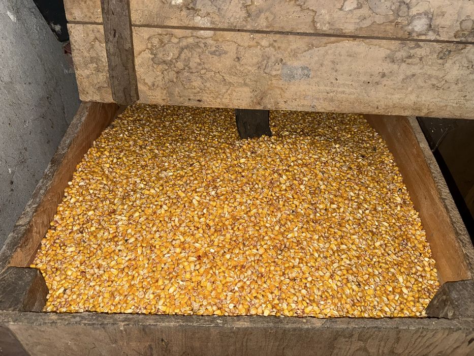 Malai Boabe productie 2024