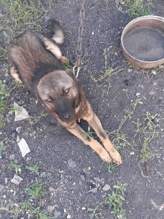 Срочно отдам собаку