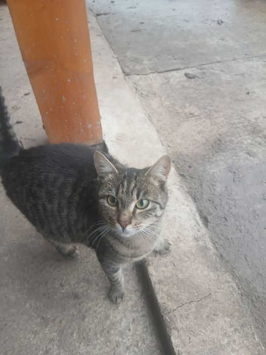 Pisicute gratis donez