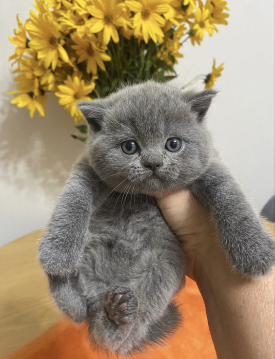 Scottish fold blue