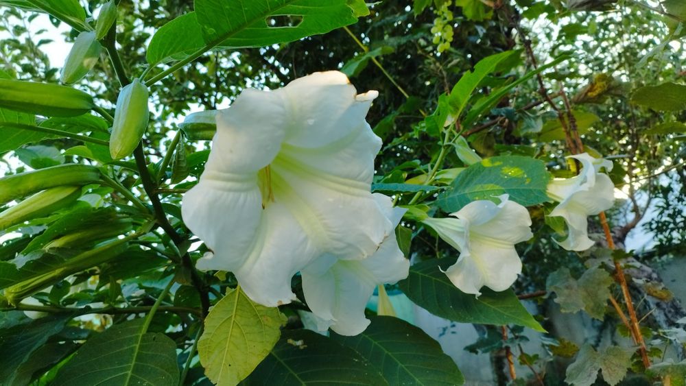 Brugmansia -Trompeta îngerilor - planta  decorativa