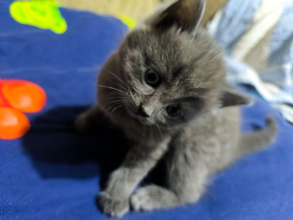 Продам котят британцы