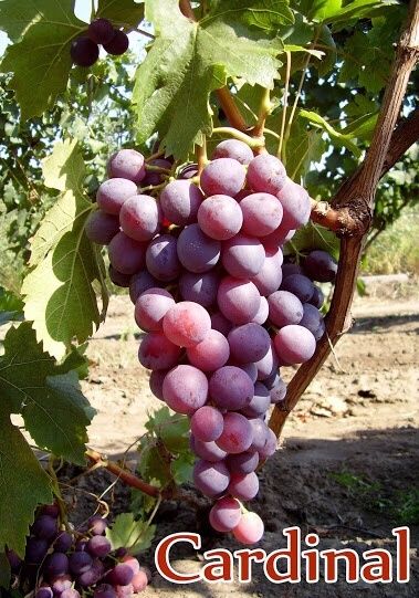 Butasi vita de vie Bz