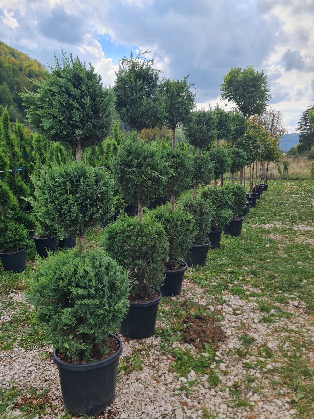 Leylandi gard viu veșnic verde