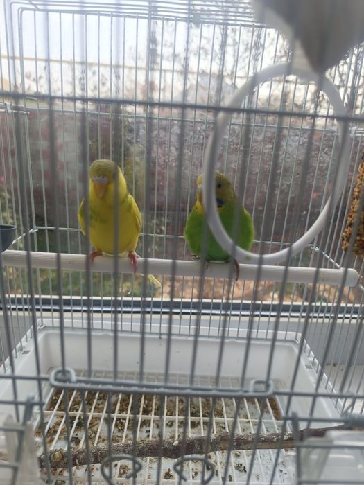 Продадим 2 волнистых попугаев