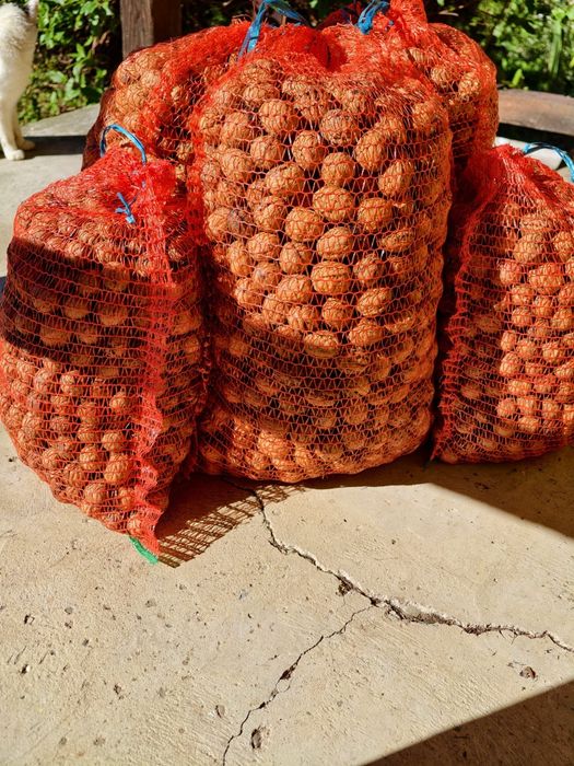 Vand nuci 2025! La saci de 10 sau 5 kg