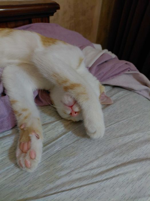 кошка рыжая отдаём в хорошые руки(