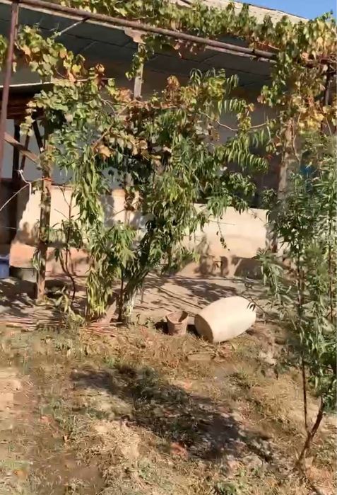 Андижон Ширмон Булок Булокбоши шийпон 42 сутих 380 кв уй
