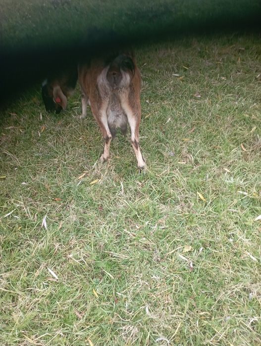 De vânzare capra gestantă pentru mai  multe informații