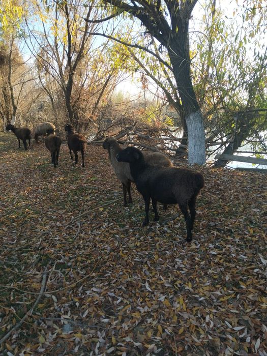 Саулық қойлар бар