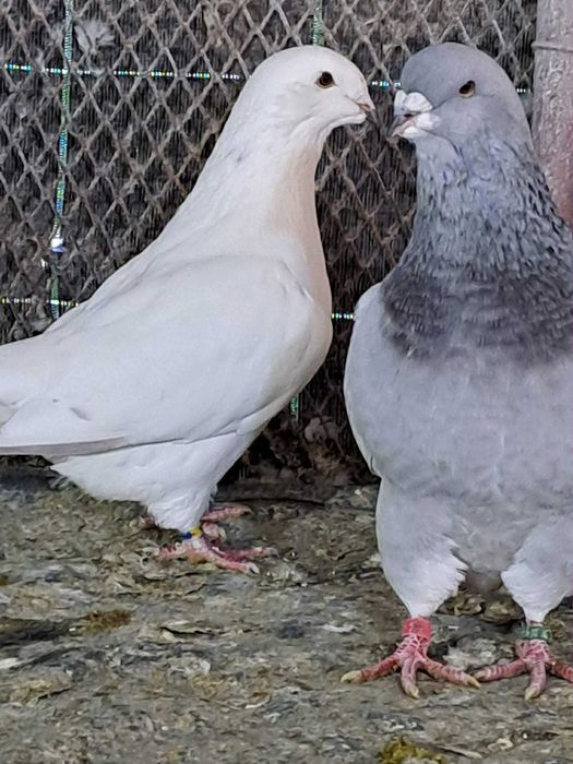 Vand porumbei de rasa