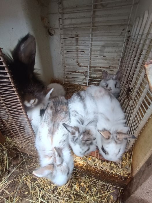 Iepurași cap de leu pitic