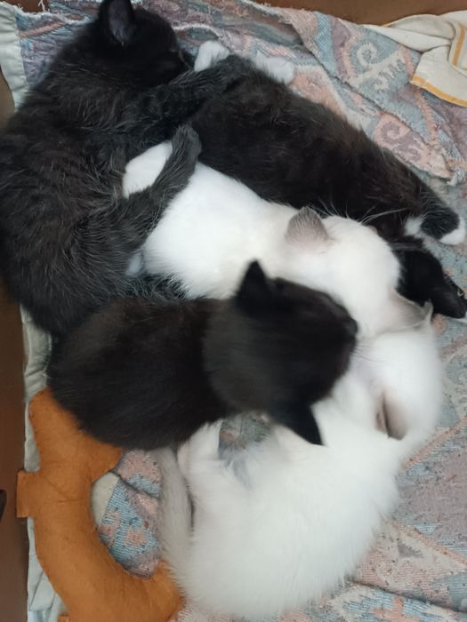 Котята!Котята!Котята!