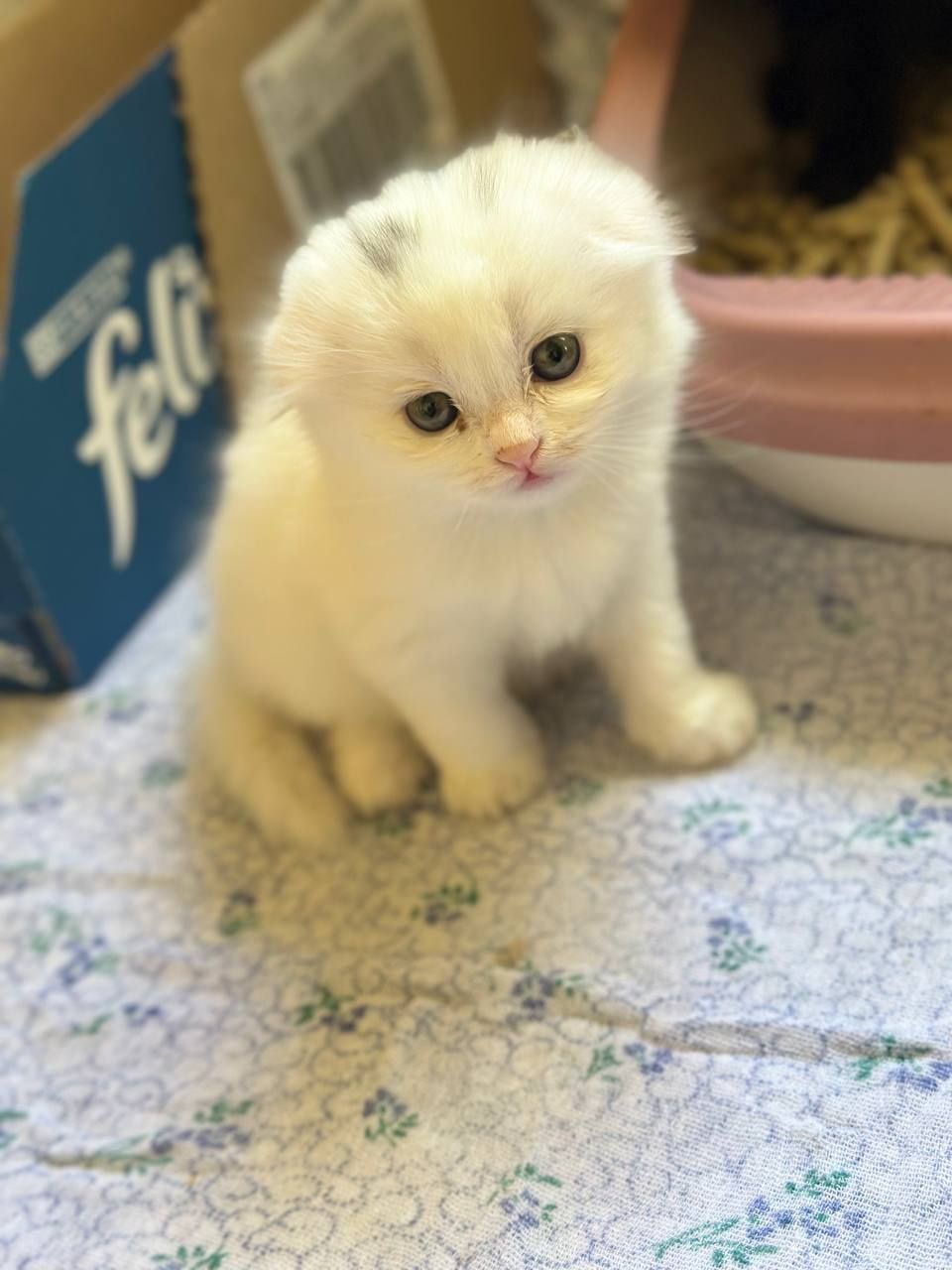 Продаётся котики